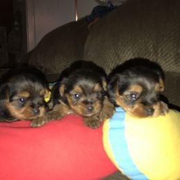 Yorkshire Terrier Puppies from Debra’s YORKIES