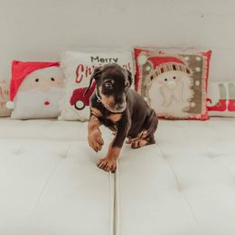 Doberman Pinscher Puppies from Akc Dobermans puppies by Serena