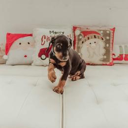 Doberman Pinscher Puppies from Akc Dobermans puppies by Serena