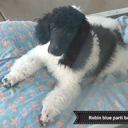 Poodle Puppies from Pink Begonia Poodles