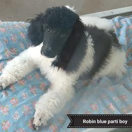 Poodle Puppies from Pink Begonia Poodles