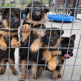German Shepherd Puppies from Shield Kennels LLC