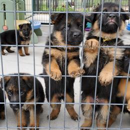 German Shepherd Puppies from Shield Kennels LLC