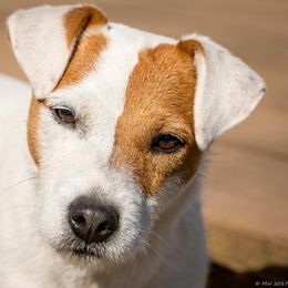 Ruffles - Jack Russell Terrier
