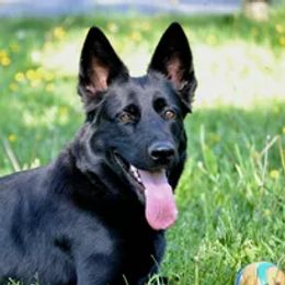 Adia - German Shepherd