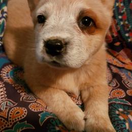 Australian Cattle Dog Puppies from Blue Coyote Ranch