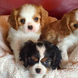Cavalier King Charles Spaniel Puppies from Glenwood Cavaliers