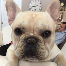 Mousse - French Bulldog