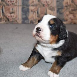 Bernese Mountain Dog Puppies from Zarah's Bernese Mountain Dogs