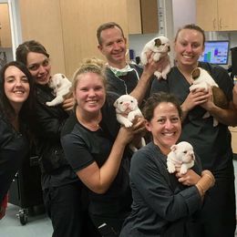 English Bulldog Puppies from Spice O’ Life Bulldogs