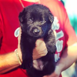  Puppies from Keys K9s