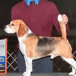 Trystan - Beagle