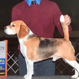 Trystan - Beagle