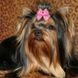 Satu - Yorkshire Terrier