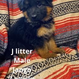 German Shepherd Puppies from Lost Creek German Shepherds LLC