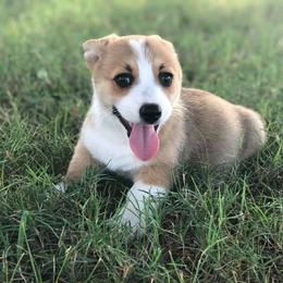 Puppies from Diamond G Corgis