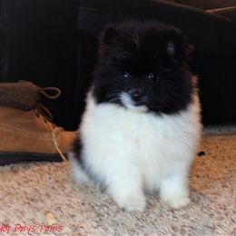 Pomeranian Puppies from Lucky Days Pomeranians
