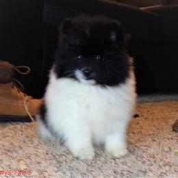 Pomeranian Puppies from Lucky Days Pomeranians