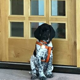German Shorthaired Pointer Puppies from Pretty Prairie Kennel