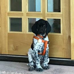 German Shorthaired Pointer Puppies from Pretty Prairie Kennel
