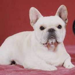 Lover Boy - French Bulldog