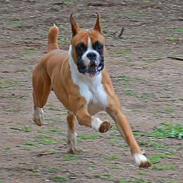 Boxer, Bulldog, and French Bulldog All Grown Up from Brattsbulldogs