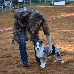Toy Australian Shepherd Puppies from Double M Toy and Mini Aussies