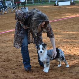 Toy Australian Shepherd Puppies from Double M Toy and Mini Aussies