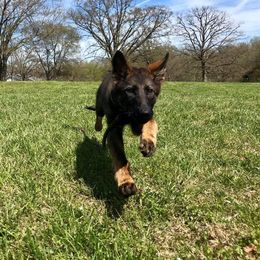 German Shepherd Puppies from Vickery Shepherds