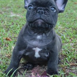 French Bulldog Puppies from Crooked Pine French Bulldogs