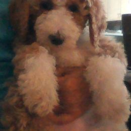 Sheepadoodle Puppies from Liberty Hill Sheepadoodles