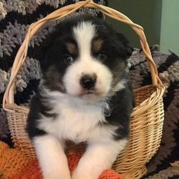 Australian Shepherd Puppies from Moss Cross Creek Aussie’s
