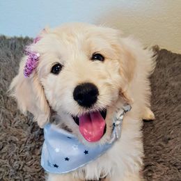 Goldendoodle Puppies from Bear Lake Bearded Retrievers