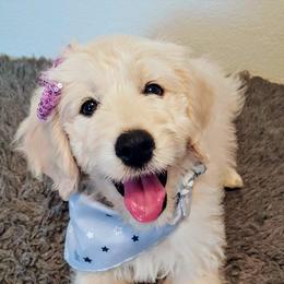 Goldendoodle Puppies from Bear Lake Bearded Retrievers