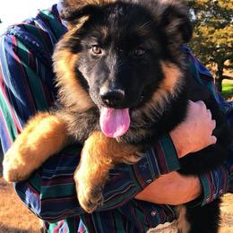 German Shepherd Puppies from Lost Creek German Shepherds LLC