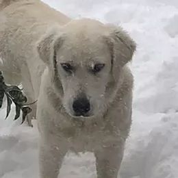 Henry - Golden Retriever