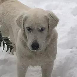 Henry - Golden Retriever
