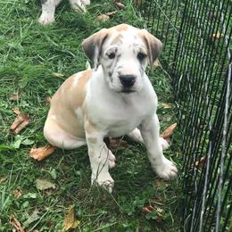 Great Dane Puppies from Country Danes