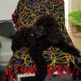 Poodle Puppies from Bouquet of Poodles