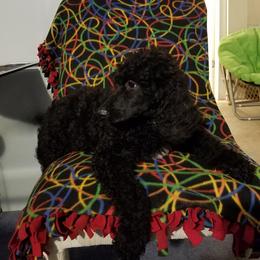 Poodle Puppies from Bouquet of Poodles
