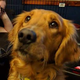 Bison - Golden Retriever