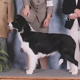 Luna - Border Collie