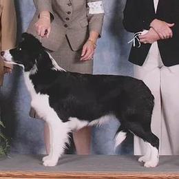 Luna - Border Collie
