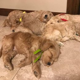 Cherry Lane Labradoodles breeder of 