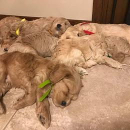 Cherry Lane Labradoodles breeder of 