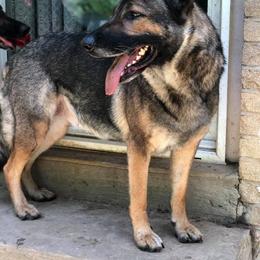 German Shepherd All Grown Up from Vickery Shepherds