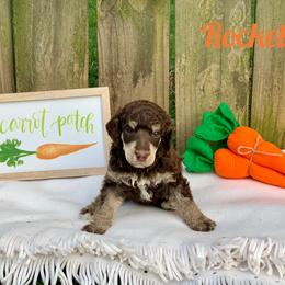 Poodle Puppies from Cosmic Caliber Standard Poodles