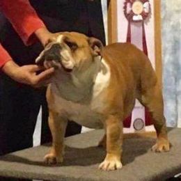 Masked Beaty - Bulldog