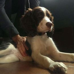 English Springer Spaniel Puppies from Webster Springers