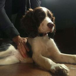 English Springer Spaniel Puppies from Webster Springers